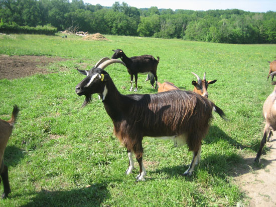 chevre19